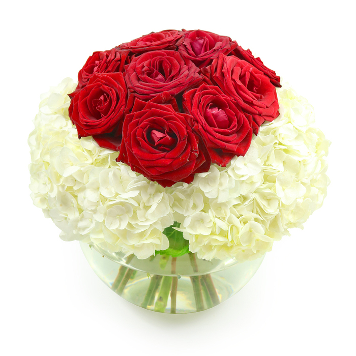 A beautifully balanced floral arrangement stands out against a bright, uncluttered white background, its classic red-and-white palette immediately evoking the warmth of an anniversary celebration in Highgate. The composition is tightly structured, with a neat dome of deep red roses forming the top of the design. There are around ten roses gathered together, each bloom full and velvety, their petals layered in intricate spirals that catch the light and cast gentle shadows within the curves. Some roses are just beginning to open, their centers still slightly concealed, while others are more expansive, inviting the eye to linger on their rich crimson tones. This crown of roses rests on a generous base of snowy white hydrangeas, arranged in a voluminous, rounded mass that feels at once cloud-like and substantial. The hydrangea heads are composed of many tiny florets, their petals overlapping to create a plush, almost quilted texture that contrasts with the sleeker surface of the rose petals. The pure white hydrangeas make the red bloom even deeper and more saturated by comparison, much like how the slate skies over Highgate Hill can intensify autumn colour in the trees below. All of the stems are gathered into a clear, bowl-shaped glass vase, partially filled with clean water. Through the round walls of the vase, the sturdy green stems are clearly visible, angling gracefully and crossing over one another, adding a natural, organic element beneath the precisely arranged blossoms. Light reflects softly off the curved glass and the water's surface, lending a quiet shimmer that enhances the impression of freshness. With no greenery or additional decoration, the design feels deliberately simple yet undeniably luxurious, ideal as a centerpiece for an anniversary dinner at home near Highgate Cemetery, a romantic surprise waiting on a bedside table, or a refined floral touch for any moment when love and elegance are meant to be the focus.