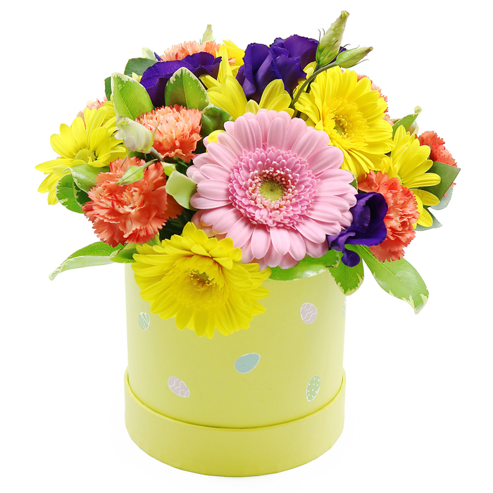 An exuberant spring hatbox arrangement is photographed against a clean white background, its bright colours and careful structure evoking the mood of an Easter celebration in Highgate. The design sits in a low, cylindrical pastel lime-yellow hatbox, reminiscent of a traditional hatbox gift but with a modern twist. Around the box, small pastel-coloured Easter eggs in pale blue, pink, and white are printed in an irregular scatter; some carry tiny dot patterns and slim stripes that enhance the playful, seasonal theme without overwhelming the flowers. Rising in a tight, rounded dome from this container, the bouquet is led by a single prominent light pink gerbera daisy placed toward the front. The gerbera's finely layered petals radiate in perfect symmetry from a pale green central disk, giving the eye a calm resting point amid the lively mix. Clustered closely around it are numerous yellow chrysanthemums and daisy-type blooms, their bright faces and slender petals creating an aura of sunlight that feels particularly uplifting on a crisp day walking near Highgate Wood. Interspersed among them are ruffled coral-orange carnations, each bloom full and gently frayed at the edges, contributing volume and a warm, tactile softness. Threaded more sparingly through the arrangement are velvety lisianthus flowers in deep violet-purple, their rich tone and smoother petal shape drawing the gaze deeper into the design, adding sophistication and contrast. The flowers are cradled by an assortment of lush green foliage, including both solid mid-green leaves and those accented with a fine line of creamy variegation along their edges, adding structure and subtle visual interest. The entire piece feels like a ready-made seasonal gift, well suited to an Easter lunch table, a spring birthday, or a thoughtful delivery to a home overlooking the Heath, bringing a burst of colour and fresh energy indoors.