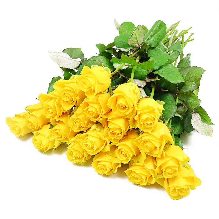 Against a stark, immaculate white background, a cluster of roughly two dozen long-stemmed yellow roses fans out in an elegant, slightly asymmetrical spread, much like a thoughtfully arranged bouquet waiting to be placed in a Highgate townhouse hallway. Each bloom captures a different moment in the rose's life: some are still tightly budded, their petals wrapped in compact whorls that hint at colour rather than fully revealing it, while others have begun to open into soft rosettes of golden yellow. The petals look plush and substantial, with a smooth, velvety texture that invites the imagination to linger on their touch. Their colour is not uniform; it moves gently from creamy, buttery tones near the base out to richer, more saturated yellow edges, reminiscent of the warm glow that settles over Highgate Cemetery's historic stone in late afternoon. Intermixed with the roses, dense sprays of deep green leaves provide structure and contrast. The foliage is robust and healthy, with clearly defined veins, serrated margins, and occasional flashes of lighter green where a leaf tilts or turns. This foliage forms a dark, natural cushion that allows the blossoms to stand out, their soft brightness made more poignant by the surrounding green. At the upper right corner of the arrangement, the stems converge into a neat bundle, their light green surfaces freshly cut and slightly glossy. The absence of any additional colour or ornament gives the image an understated, almost contemplative quality, appropriate for moments of sympathy and reflection. These yellow roses do not shout with colour; instead, they offer a gentle, steady presence-a floral expression of solace, shared memories, and a quiet wish for peace for families throughout the Highgate community.