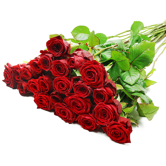 A dramatic bouquet of premium red roses lies at a diagonal across a pristine white surface, as if set down for a moment in a calm Highgate studio before being wrapped for delivery. The left side of the image is filled with a lush cluster of around two to three dozen roses, their blooms pressed together in a tapestry of deep, velvety crimson. Each flower shows a perfect progression of petals: tightly spiralled at the heart, gradually unfurling towards the edges to create a classic, full-bodied rose shape that feels luxurious and inviting. Bright, even lighting cascades over the arrangement, catching the smooth, slightly satiny texture of each petal and casting subtle shadows into the depths of the blooms, so they appear almost sculpted. Interspersed among the roses, rich green leaves add texture and a lively contrast, their surfaces reflecting a gentle sheen that suggests freshness. From this abundant cluster, the long, straight stems trail to the right, arranged in an elegant diagonal flow, with darker foliage and the occasional natural thorn visible along their length. The stark whiteness of the background simplifies the scene, highlighting the dramatic interplay between the intense red flowers and the cool green foliage, and allowing the emotional weight of the bouquet to take centre stage. It calls to mind a thoughtful gift being prepared for a home near Highgate Cemetery or overlooking Hampstead Heath, perfect for celebrating enduring love, marking a milestone anniversary, or offering a powerful, wordless message of affection anywhere in N6.