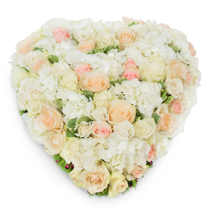 Set against a clean white field and captured from a high, overhead vantage, this heart-shaped floral art piece balances precision and softness. The visual rhythm is established by numerous roses - some tightly furled, others fully open - spanning a palette from luminous white and warm ivory to pale peach and gentle blush pink. These roses are densely arranged so that their layered petals tessellate into a continuous, lush surface, while clusters of pure white hydrangea nestle among them, their tiny multi-petaled florets creating a cloud-like counterpoint that fills negative space and adds volume. Slim glimpses of deep green variegated leaves emerge between blooms, most noticeable along the lower curve of the heart, providing a cool underpinning that accentuates the warmth of the peaches and pinks. The heart's edges are carefully formed, giving the composition a seamless contour; a soft natural shadow beneath it hints at the arrangement's three-dimensionality and careful construction. Close inspection brings sensory detail: the roses exude a clean, classic fragrance, hydrangeas offer a softer, green-tinged note, and the petals present a tactile interplay of velvety and papery textures. This composition carries a tone of refined tenderness, often chosen for memorial services, celebrations of enduring love, or weddings where understated elegance is desired. As with floral work produced in Highgate's workshops near the Village and its leafy lanes, the design reflects thoughtful craftsmanship, local floral sensibility, and an intent to console, celebrate, or remember with beauty.