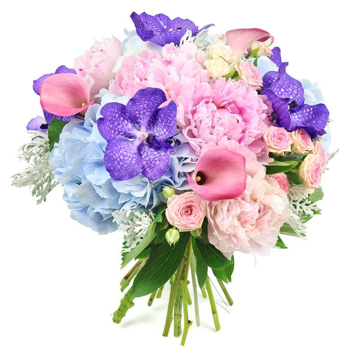 This image shows a luxurious, hand-tied bouquet poised against a clean white background, its colours and textures reminiscent of the refined yet relaxed charm of Highgate's leafy streets. At the centre, opulent light pink peonies bloom in generous layers, each blossom composed of soft, ruffled petals that create a voluminous and romantic focal point. Encircling them are broad, rounded clusters of powder blue hydrangeas, their multitude of tiny petals forming cool-toned, cloud-like mounds that give the arrangement both fullness and a sense of airiness. Punctuating these softer forms are dramatic deep purple Vanda orchids, strategically placed so their velvety, wide petals and intricate, darker speckling draw the eye and add a luxurious, almost jewel-like intensity. Sculptural fuchsia pink calla lilies curve elegantly between the larger blooms, their sleek, trumpet-shaped flowers adding modern lines and a vivid shot of colour that contrasts beautifully with the lighter pinks and blues. Threaded gently throughout, blush pink spray roses provide smaller, textured blooms, each one a miniature rosette that reinforces the theme of romance and softness. Around the outer edges, lush greenery including glossy dark leaves and the silvery-green, velvet-soft foliage of dusty miller peeks through, framing the bouquet and introducing gentle variations in texture and shade. At the base, the natural stems are gathered tightly and neatly tied, showcasing this as a hand-crafted bouquet ready to be carried or placed in a favourite vase. The overall design feels thoughtfully balanced and indulgent, perfectly suited for Highgate weddings, elegant dinner parties near Highgate Wood, or as a sophisticated gift delivered to mark milestones and heartfelt celebrations.