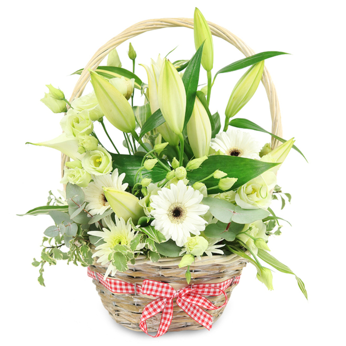 A light, honey-toned wicker basket brimming with seasonal white and pale green flowers is photographed head-on against a pristine white background, giving full focus to the textures and shapes within. The woven basket, complete with a rounded handle that arches gracefully over the flowers, has a relaxed, rustic feel, while a red and white checked gingham ribbon tied neatly around the lower front adds a playful, country-style detail reminiscent of a picnic on the slopes near Highgate Wood. Inside the basket, tall stems of lilies dominate the silhouette, their buds mostly closed in creamy white and soft green shades, with a few just beginning to separate their petals in a gentle suggestion of the blooms to come. Interspersed are open white Gerbera daisies, each with a dark central eye that contrasts clearly against the ring of smooth, bright petals, drawing the viewer's attention. Soft clusters of Lisianthus in white and pale green nestle between the larger flowers, their frilled edges creating an airy, cloud-like effect and lending the arrangement a romantic softness. A sleek white calla lily rises from the mix, its trumpet-shaped bloom curling in a pure, fluid line that introduces a sense of modern elegance. Smaller, spiky white and light green chrysanthemum-style spray flowers fill gaps and add detail, giving the arrangement a full, layered look. Around the blooms, the florist has woven an assortment of greenery: rounded eucalyptus leaves in a cool blue-green, patterned variegated leaves, and larger, glossy deep green foliage that frames the flowers and adds depth. The overall impression is calm, pure, and gently uplifting, an ideal basket for an anniversary gift or thoughtful gesture delivered by Flowers Highgate to homes near Highgate Cemetery or along Highgate Hill.