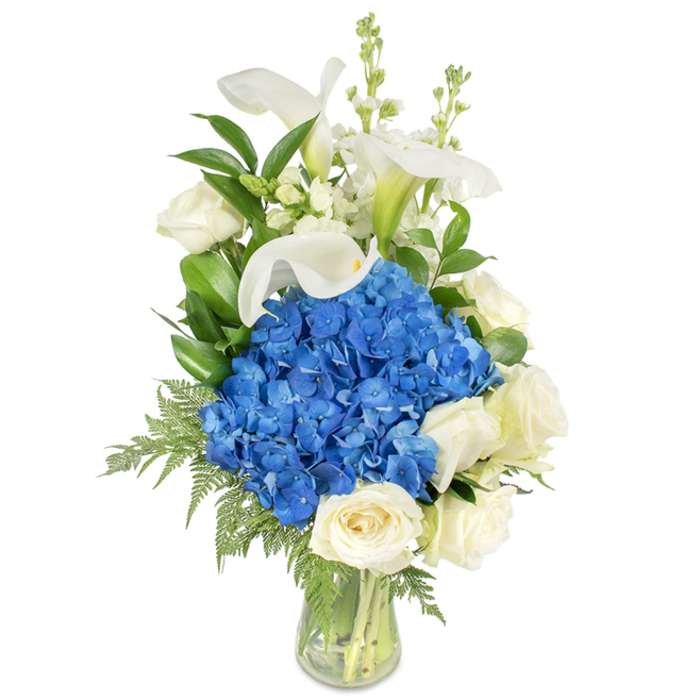 Set against an immaculate white background, this tall, graceful arrangement reads as a study in cool colour and elegant form. The dominant note is a dense, rounded mass of vibrant royal-blue hydrangeas: each cluster of tiny petals builds a plush, almost cloud-like volume at the centre. Surrounding this blue core are full, creamy white roses whose velvety petals curl inward in soft spirals, providing warmth and a classical softness that balances the hydrangeas' intensity. Above and around the central grouping, pristine white calla lilies rise with refined simplicity; their smooth, trumpet-shaped spathes lend architectural height and a faintly glossy sheen. Interwoven among the main blooms are narrow spires of white filler flowers-snapdragons or stock-which introduce vertical punctuation and delicate detail. Throughout, rich green foliage including glossy broad leaves and lighter, feathery fern fronds creates depth, framing the blooms and allowing them to breathe visually; some fronds trail gently toward the vase base, softening the silhouette. The clear glass vase shows neatly trimmed stems and fresh water, signalling attentive floral mechanics and freshness. This composition suggests a tranquil mood-a tasteful centrepiece for a quiet gathering or a dignified choice for remembrance-and would harmonise well in a Highgate parlor or as a calming floral tribute left near Highgate Pond or the busy lanes of Highgate Village. The overall impression is one of poised simplicity: a bouquet that feels handcrafted, serene, and perfectly balanced.