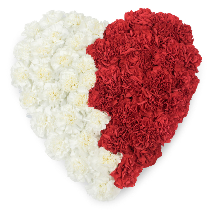 A meticulously arranged overhead shot of a large heart, constructed entirely from fresh carnations and presented against a pure white background to emphasise its precise bicolour composition. The left half is a continuous field of soft cream and off-white carnations, their ruffled petals forming a plush, gently undulating carpet; the right half is a dense block of vibrant, almost burgundy-leaning red carnations, each bloom's layered petals contributing to an overall velvet-like texture. The two halves are split by a distinctive vertical seam that is deliberately saw-toothed in profile, forming nine triangular points along the divide - a serrated edge that unmistakably evokes the flag of Qatar. That jagged separation gives the heart both an artistic edge and a clear cultural reference, so that the piece functions equally as an intimate expression of love and as a formal emblem of national pride or commemoration. Soft, directional lighting brings out the curl of each petal and casts refined, low-contrast shadows that heighten the arrangement's depth without diminishing its clarity. The craftsmanship is evident in the regularity of bloom placement and in the tactile quality you can imagine under your palm: slightly cool, petal-soft, and densely packed. For events in Highgate - from respectful tributes in the shadow of the old cemetery to civic commemorations around Highgate Village - this floral heart reads as both a delicate keepsake and a boldly symbolic centerpiece, marrying floral artistry with cultural resonance in equal measure.