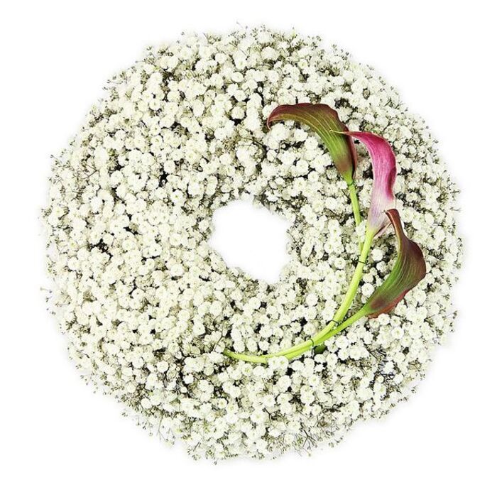 The photograph shows a beautifully detailed funeral wreath laid flat against a bright white backdrop, captured from a high angle that reveals its full circular shape. The entire ring is constructed from Baby's Breath, so that each section is packed with minute white gypsophila blossoms. Together, these countless flowers form a continuous band of soft texture, resembling a ring of fine lace or freshly fallen snow. The central opening is perfectly round and empty, creating a calm, open space that balances the complexity of the floral surface. At the lower right curve, two calla lilies are elegantly woven into the mass of Baby's Breath, breaking the expanse of white with their rich, saturated colour. Their trumpet-like petals roll and flare with graceful precision, starting in a dark burgundy that borders on wine-red, then passing through magenta hues before turning into gentle green near the base. The stems are slim and bright green, bending inward in a smooth, natural arc that leads the eye back toward the heart of the wreath. Soft, even lighting bathes the entire arrangement, enhancing the gypsophila's feather-light appearance while keeping the callas' tones deep and velvety. This design feels contemplative and sophisticated, fitting for a memorial service or funeral in Highgate where families seek something simple but meaningful, perhaps near the quiet paths by Highgate Cemetery or overlooking the city from the hill. The white Baby's Breath suggests purity and peace, while the burgundy calla lilies express devotion, reverence and the lingering warmth of memories that remain vivid even as farewells are said.