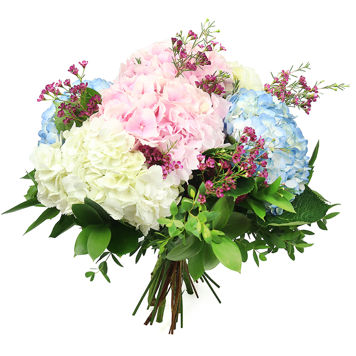 This image presents a beautifully balanced hydrangea bouquet, photographed against a spotless white background that allows every pastel nuance to shine. The arrangement is carefully crafted into a classic, rounded form, its surface built from generous hydrangea heads in a harmonious trio of colours: delicate baby pink, serene sky blue, and warm, creamy white. Each hydrangea head appears as a dense globe of tiny, soft petals, overlapping like miniature fans and creating a luxuriously plush texture, much like the abundant summer blooms seen in Highgate's garden squares. The pink blooms suggest affection and tenderness, the blue clusters add a soothing note of calm, and the white hydrangeas introduce clarity and a gentle brightness that anchors the palette. Between these larger shapes, fine stems of small, deep magenta filler flowers - reminiscent of waxflower - weave lightly, their star-like blossoms and tiny buds providing sparkling points of contrast and a delicate sense of movement. Encircling the pastel centrepiece is a generous halo of foliage: broad, dark green leaves with a subtle sheen supply structure and depth, while smaller, softer leaves peek through to give the piece a natural, freshly gathered feel, as if it had just been carried home from a Highgate flower stall near Archway Road. The stems at the base are neatly bunched and tied, revealing this as a hand-tied bouquet designed to sit effortlessly in a favourite vase on a Highgate Hill windowsill or dining table. The lighting is soft and even, emphasizing the intricate structure of each petal and the gentle shifts in colour across the blooms. This bouquet conveys quiet celebration and fresh beginnings, equally fitting for marking milestones, offering comfort, or simply brightening a Highgate home with its refined yet inviting presence.