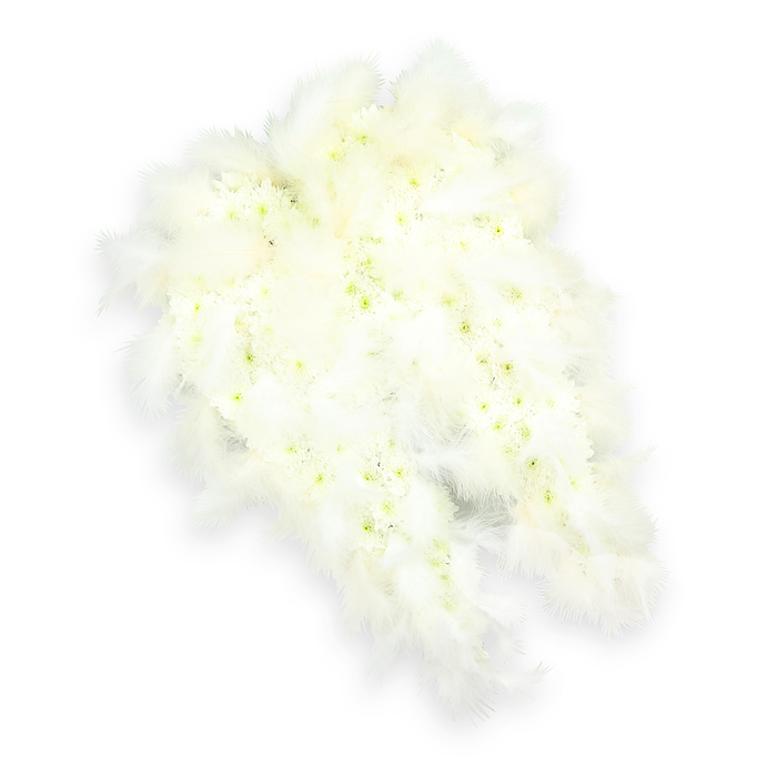A pair of angel wings, formed entirely from delicate white flowers and soft feathers, is photographed against a perfectly white background, giving the arrangement an ethereal, almost floating quality. Each wing has been carefully sculpted into a graceful arc, narrowing elegantly toward the bottom so that together they create a harmonious, protective shape. The inner surface of the wings is densely packed with small white florets-most likely button chrysanthemums and spray carnations-woven tightly together until the blossoms merge into a continuous, plush expanse. Subtle pops of pale green and light yellow at the centres of some flowers lend understated depth and a sense of living softness. Along the outer edges and across the fine, tapered tips, generous plumes of white feathers fan outward, layered to resemble the natural structure of bird wings. These feathers are downy and light, with individual strands catching the soft, even lighting that bathes the arrangement. A faint, carefully placed shadow underneath provides three-dimensional presence without disrupting the purity of the composition. The overall impression is calm, reverent, and comforting, evoking the stillness of a quiet corner near Highgate Wood or the reflective atmosphere of a chapel close to Highgate station. This angel-wing design is clearly intended as a funeral or memorial tribute, suitable for placement beside a coffin, at the front of a service, or in a memorial space. Crafted with the kind of care local Highgate florists bring to every sympathy piece, the tribute symbolises protection, purity, and the hope of a gentle journey onwards, offering solace to grieving families throughout N6.