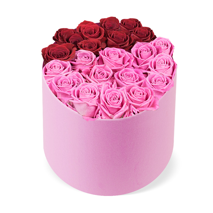 An opulent floral gift presented in a soft pink cylindrical hatbox, the container's velvet finish gently catching the light against a crisp white backdrop. Inside, dozens of rose heads fill the opening, each bloom fully opened and boasting multiple layers of petals. The upper portion features about a dozen deep crimson red roses arranged in a curved line, suggesting a subtle heart shape or division, while the larger front section is packed with a generous cluster of vivid fuchsia pink roses that draws the eye forward. The arrangement is compact yet expansive, the stems carefully trimmed to maintain the hatbox silhouette and preserve a sense of quiet abundance rather than crowding. The result is a striking centerpiece that would command attention on a dining table, a coffee table, or a reception desk, yet still feel intimate and refined.

This composition speaks of romance and celebration-ideal for Valentine's Day, anniversaries, Mother's Day, or as a sophisticated surprise for a dear one. In Highgate and surrounding neighborhoods, a skilled local florist can craft this piece with meticulous care, offering reliable same-day delivery across Highgate, Hampstead, Archway, and nearby areas. The colors-crimson and fuchsia against soft pink-provide a contemporary twist on classic romance, a gift that looks as luxurious as it feels while staying perfectly suited for stylish homes and elegant events.