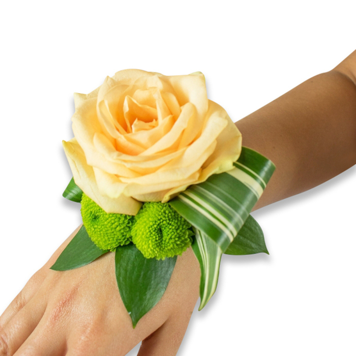 A refined wrist corsage lies against warm, light-to-medium brown skin, photographed on a bright white field so the colours sing with clarity. The focal point is a large, fully open rose in a soft champagne-peach tone, petals unfolding in layered, satiny waves that catch the light and read as tender and elegant. Below the rose, two lively lime-green button chrysanthemums - compact, almost spherical pom-poms - bring buoyant texture, their tiny tubular florets forming a cheerful contrast to the rose's smooth curves. Several dark green leaves, likely ruscus or salal, create a lush, supporting base that lifts the blooms and gives the piece a grounded, garden-fresh feel. A variegated Dracaena-like leaf, striped with pale and deep green, is artfully curled and folded, tracing a graceful arc from the centre toward the side of the wrist and adding a contemporary, architectural accent. The floral wristlet is carefully assembled for balance and wearability; the band or ribbon is tucked away from view. Imagining this made and delivered by Flowers Highgate, I see it arriving fresh from our cooler - perfect for a bride, bridesmaid, or prom-goer preparing in a Highgate Village flat or on a morning walk past Highgate Cemetery. There is a soft perfume of rose undercut by green notes, and the arrangement reads both classic and modern, a tactile promise of celebration that will sit comfortably beneath a sleeve or in a handheld photograph.