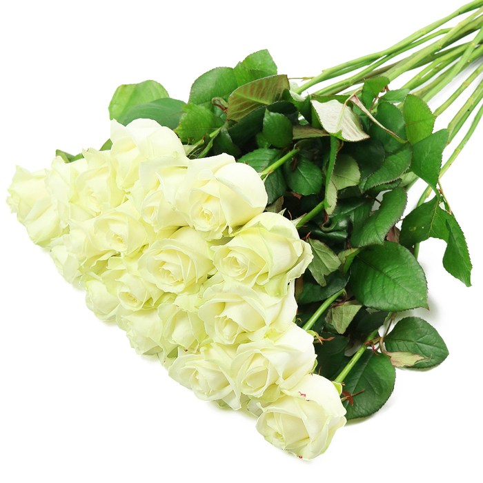 A refined bouquet of white roses lies on a spotless white background, angled diagonally so that the blossoms gather in the lower-left foreground while their stems reach towards the upper right, creating a gentle sense of movement. There are roughly two dozen roses in the arrangement, and they appear impeccably fresh, as if they have just been prepared by an experienced florist at Flowers Highgate. The petals are a soft, creamy white, with delicate hints of ivory or pale yellow at the centres adding depth and warmth. Many of the roses are in early bloom, with centres still neatly cupped and outer petals beginning to unfurl, so the composition feels poised and full of quiet potential. Here and there, at the base of an outer petal, a touch of pale green is visible, reinforcing the impression of newly cut stems.   

The long, straight stems form the structure of the diagonal line, extending confidently across the image. They are a rich green, sturdy and smooth, and carry clusters of lush, dark green leaves. The foliage is plentiful and healthy, showing slight variations in tone and the occasional reddish tint along the leaf margins or undersides. A few natural thorns can be seen along the stems, subtle details that ground the arrangement in reality rather than idealised illustration. The leaves and stems fan out just enough to create volume and balance without distracting from the roses themselves.   

Soft, even lighting fills the scene, washing away strong shadows and highlighting both the velvety texture of the petals and the crisp edges of the foliage. The background remains pure white, allowing the greens and creams to stand out clearly. The visual mood is calm, respectful, and gently uplifting, making this image suitable for representing sympathy tributes delivered to homes overlooking Highgate Wood, classic bridal bouquets for intimate ceremonies, or thoughtful anniversary flowers sent to long-standing residents in the area. The bouquet speaks in a language of purity, remembrance, and sincere affection, conveyed entirely through its harmonious white and green palette.