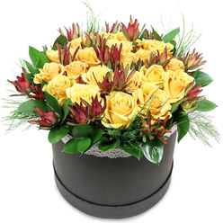 In this image, a sophisticated floral hatbox arrangement captures the warmth of golden sunshine and the drama of autumn leaves, echoing the character of nearby Highgate Woods. The flowers are presented in a sleek, round black hatbox with a matte or satin finish, its dark surface acting as a calm backdrop to the vivid blooms. Encircling the rim is a narrow band of white lace trim, the fine, repeating pattern adding a gentle, vintage touch that contrasts with the modern shape of the container. Above this, the bouquet forms a generous, dome-shaped mound dominated by luscious yellow roses. Their petals are soft and velvety, layered tightly in spirals that open outwards into full, rounded faces. Hues vary slightly from buttery cream to deeper, honeyed gold, adding subtle depth and movement to the surface of the dome. Threaded between these roses are accents of Leucadendron 'Safari Sunset', whose distinctive bracts resemble slender, upright cones or small flames. Their deep burgundy, maroon, and russet-red tones introduce a rich, earthy counterpoint to the brightness of the roses, while their pointed forms create clean lines and a slightly wilder, botanical feel. Supporting this interplay of colour and texture is a collar of lush, dark green foliage. Broad, glossy leaves cradle the blooms and form a neat base, while delicate, fine-textured sprigs of pale green filler-reminiscent of fern or soft pine needles-emerge between petals and leaves, softening the edges and adding an airy lightness. The entire arrangement feels carefully composed yet effortlessly welcoming, the sort of design crafted by Flowers Highgate for same-day delivery to a terraced home near Pond Square, a cosy café around Archway Road, or as an elegant gift to brighten a milestone celebration in this leafy North London neighbourhood.