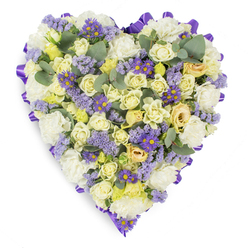 A lovingly shaped heart of sympathy flowers set against a clean white background, its edge meticulously traced with a looped purple satin ribbon that gives the design a finished, respectful frame. Inside that purple border, an even, dense layering of cream and pale yellow roses provides a soft, luxurious core-buds and partly opened roses sit together to create depth and a gentle progression from private grief to warm remembrance. White carnations are arranged to bring traditional comfort and volumetric softness, while clusters of delicate lavender statice drift like memory-sprigs through the lighter tones. Deeper violet, daisy-like asters with sunny yellow centres are sprinkled for texture and small, consoling accents of colour. Blue-green eucalyptus leaves-rounded and slightly silvered-are woven through the composition to introduce restful shape and a hint of fresh, resinous scent. The overall effect is calm and composed, a floral language of sympathy that feels both contemporary and timeless. As an experienced florist in Highgate, I picture this heart placed by the chancel or beside a graveside marker near Swains Lane, offering a quiet emblem of love and remembrance for family and friends. Prepared with attention to longevity and presentation, this tribute speaks of respectful care and the gentle beauty of shared memory within our local community.