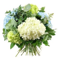 Captured against a pristine white background, this hydrangea bouquet appears as if it has just been set down on a polished table in a Highgate sitting room. The central feature is a large, rounded cluster of creamy white hydrangea, its tightly layered florets forming a soft, voluminous mass that feels like a cloud cupped in both hands. Surrounding this heart are generous heads of pale sky-blue hydrangeas, each petal gently curved and delicately shaded, creating a soothing, airy effect reminiscent of open skies above Hampstead Heath. Between the cool blues and gentle whites, lime and chartreuse hydrangea blooms add pockets of bright, fresh colour, suggesting new growth and early summer walks along Highgate's leafy lanes. The flowers are nestled in a generous collar of foliage: cool-toned eucalyptus with rounded, silvery-green leaves drapes lightly around the blooms, while darker, glossy green leaves add definition, depth, and a touch of woodland richness. Every stem converges at the base in a tidy, hand-tied bundle, the cut ends neatly exposed to show a craftsman's care and making the bouquet ready to be slipped into a favourite vase without rearranging. The lighting is soft yet clear, allowing the textures to stand out-from the almost velvety petals to the smooth, strong stems-while the white backdrop accentuates the bouquet's gentle palette. The overall feel is serene, elegant, and slightly romantic, ideal for marking a milestone birthday, welcoming someone to a new home in Highgate Village, or offering a thoughtful gesture of comfort to friends and neighbours across N6.