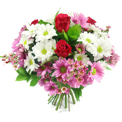 This full, domed bouquet, set against a bright white backdrop, looks as if it has just been arranged in a Highgate flower studio and placed down for a moment of quiet admiration. At its core, two sumptuous deep red roses draw the eye, their petals richly layered and tightly curled, creating a sense of depth and romance that feels perfect for marking meaningful moments. They are surrounded by a generous spray of white daisy-like chrysanthemums, each flower wide open with a crisp ring of petals embracing a vivid lime-green centre, adding a youthful energy that brings to mind the fresh greenery of nearby Hampstead Heath viewed from Highgate. Threaded among these white blooms are daisy-style chrysanthemums in soft, blush pink and slightly deeper pink tones, their own lime-green centres echoing the modern, fresh feel of the design. Delicate clusters of pale pink waxflower twist through the bouquet, their tiny, starry flowers and slender stems giving the arrangement a fine, intricate texture that softens the bolder shapes. Lush green foliage in various shades-from darker, broad leaves to smaller, lighter sprigs-provides a verdant frame that makes the reds, whites, and pinks stand out more vividly. The stems are neatly gathered and bound at the bottom, ready to slide into a vase on a Highgate mantelpiece, café table, or sunny bay window. The bouquet radiates warmth, gratitude, and quiet joy, a versatile choice for birthdays, anniversaries, congratulations, or simply sending a comforting burst of natural colour to someone special in N6.