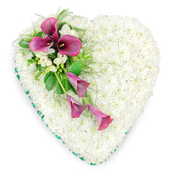 This image shows a beautifully composed, heart-shaped funeral tribute lying flat against a bright, plain background, so the details of the flowers stand out clearly. The entire body of the heart is tightly packed with small white spray chrysanthemums, each flower perfectly formed and placed so close to its neighbours that the result is a smooth, soft-looking cushion of petals. The white tone is clean yet gentle, like fresh snow under soft daylight, suggesting purity, peace, and a loving farewell. Along the outer edge, an emerald green satin ribbon has been carefully folded and pinned, its sheen catching small glints of light. This neat border defines the outline of the heart with restrained elegance, offering a subtle contrast without disturbing the calmness of the design. Diagonally across the upper left portion of the heart runs a graceful spray of deep magenta and vivid fuchsia calla lilies. Some of these elegant trumpet-shaped blooms stand tall and open, showing off their dark, central spadices, while others bend and curl slightly downward, creating a sense of movement as they trail toward the lower centre. Nestled between the callas are small clusters of white, freesia-like blossoms and buds, which add both texture and a suggestion of soft fragrance. Surrounding and supporting the flowers is a mix of glossy green leaves and fine, airy fern fronds, giving depth and a touch of natural wildness to the otherwise structured tribute. The arrangement feels both dignified and deeply personal, the kind of floral heart a family in Highgate might choose for a memorial or funeral service near Highgate Cemetery or a chapel tucked along Swain's Lane, when words alone cannot express the fullness of their love and grief.