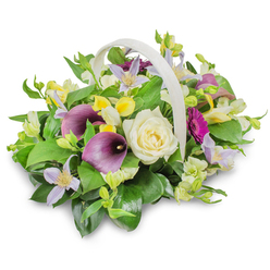 In this photograph, a beautifully composed sympathy flower basket is shown against a spotless white background, its calm palette of creams, purples, and greens echoing the tranquil atmosphere of Highgate's leafy lanes and secluded gardens. The basket is woven in a light, creamy hue, and its smooth, arching handle curves above a rounded, abundant mass of blooms. At the centre, a creamy white rose becomes the focal point, its refined, spiralled petals evoking purity and a soft, enduring love. Flanking the rose, two deep purple calla lilies lean with subtle grace, their sleek, trumpet-shaped forms casting gentle shadows and lending a sense of solemn elegance. Nestled among these focal flowers are clusters of clematis-like blossoms in pale lavender and lilac, their starry petals and pale yellow centres introducing delicacy and airiness to the design. Interspersed throughout, small touches of bright yellow and crisp white from freesia- or alstroemeria-style flowers bring hints of light, like sunbeams through the trees in nearby Queen's Wood. On the right side, a single magenta gerbera-style bloom extends outward, its bold daisy shape and vibrant hue adding a contemporary accent that draws the eye without overwhelming the tranquillity of the piece. The arrangement is supported by a generous collar of lush greenery, including broad, glossy dark green leaves and finer, fresh green sprigs that fill the spaces between blooms, creating depth and softness. The lighting is even and gentle, enhancing the velvety textures and natural colours while maintaining a subdued, respectful tone. It is easy to imagine this basket being hand-delivered by Flowers Highgate to a memorial service, chapel, or quiet townhouse, bringing a message of sympathy, remembrance, and gentle hope.