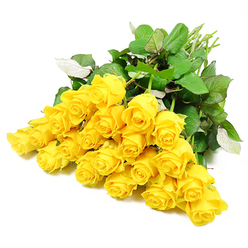 Spread like a soft golden fan across a clean white backdrop, approximately twenty-four yellow roses create a scene that feels both peaceful and gently uplifting-a fitting floral echo of Highgate's calm terraces and green spaces. Some of the rose heads are still compact and tightly furled, their petals folded in on themselves with almost sculptural precision, while others are beginning to loosen and open, revealing inward curls of rich, sunlit yellow. The petals appear velvety to the touch, with small variations in shade that move from pale, almost cream tones at the base to deeper, honeyed yellow towards the edges, as though they've been gently warmed by the light that drifts over Highgate Wood on a clear day. Nestled around the blossoms is an abundance of dark green foliage. The leaves are lush and substantial, their surfaces catching the light with a soft sheen, while the occasional glimpse of a lighter underside adds an extra layer of texture and depth. Together, they create a natural cradle for the roses, emphasising their colour without overwhelming it. The stems, visible at one end where they gather in a loose bundle, are slim and fresh, a muted light green that suggests careful, recent cutting by a skilled florist. With no vase, ribbon, or other adornments in sight, the focus remains purely on the blooms and leaves, allowing their simple, heartfelt beauty to come through clearly. Though yellow roses often speak of friendship and affection, here their gentle brightness feels especially suited to sympathy-offering a quiet promise of warmth and remembrance to those navigating loss in and around Highgate.