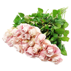 A generous spray of pale pink roses is captured resting on a pristine white surface, arranged with the care and restraint that suit a thoughtful sympathy bouquet in Highgate. Approximately two dozen long-stemmed roses are gathered so their heads lie side by side towards the left of the frame, forming a lush cluster of blush-toned blooms, while their stems extend in a gentle, slightly fanned line towards the upper right. The roses themselves display a soothing range of soft pink shades: the outer petals are a delicate blush, while the inner spirals deepen imperceptibly towards dusty rose and almost-lavender hues in the folds closest to the heart of each flower. Many blooms are still tightly wound, promising a fuller opening in days ahead, while a few are more open, revealing the layered architecture so beloved by florists. Their petals look velvety and finely edged, suggesting freshness and careful handling. A generous collar of dark green foliage surrounds and supports the blossoms, with each leaf appearing intact, glossy, and naturally arranged, adding structure and contrast without overpowering the pastel softness of the roses. The pure white background strips away any distraction, directing all attention to the interplay of pink petals and green leaves under an even, diffused light that feels like a calm afternoon in a Highgate workshop near Hampstead Lane or Archway Road. The mood is one of gentle consolation, as if these roses are ready to be laid at a graveside in Highgate Cemetery or placed on a quiet windowsill after a farewell service, carrying with them a message of love, remembrance, and peaceful sympathy.
