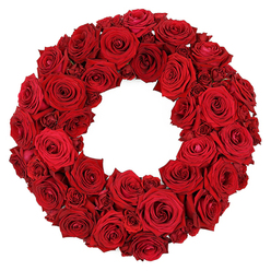 Imagine stepping into the Flowers Highgate studio and discovering a circular wreath in pure crimson, with no greenery to distract. Dozens of deep red roses are nestled shoulder to shoulder, their petals glossy and velvety, some fully opened, others just waking to reveal spiralling centers. The arrangement forms a compact, continuous ring-an embrace of florals that feels both celebratory and solemn. The soft, velvet surface reads as a single, luscious plane, inviting a gentle touch and a quiet inhale of rose perfume. This wreath carries a universal message of love, respect, and remembrance, yet its design remains flexible enough to suit weddings, memorials, or refined mantel displays. Our Highgate team crafts every piece with patient care, aligning blooms for even colour and density so that no stem shows through the crowd. The white backdrop is deliberately simple, ensuring the crimson remains the focal point and the weave of petals is clearly legible to the eye. We ship across Highgate, including nearby Hampstead, Crouch End, and Archway, with dependable same-day delivery to brighten a friend's doorstep or help mark a milestone. The wreath's compact profile makes it easy to handle, but its impact is grand-an enduring circle that captures emotion with effortless grace.