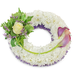 A lovingly arranged circular sympathy wreath with a plush, tightly packed base of white chrysanthemums that creates a soft, tactile surface suggesting peace and comfort. Under the surface a layer of rich purple mesh is subtly visible, its ruffled texture peeking along the inner rim and lending contrast to the whiteness above. Clustered on the upper-left quarter is a small bouquet of mixed green foliage - variegated leaves with pale edges, delicate fern fronds, and slender sprigs of lavender-purple statice - framing a single, pale cream rose whose petals open gently like a quiet breath. On the complementary right side, two graceful calla lilies extend from about two o'clock to five o'clock; their trumpet-like blooms graduate from a deep, muted purple at the edges to a soft peach-pink blush near the throat, their smooth green stems curving below and woven into the chrysanthemum foundation. A lone longer green stem stretches across the lower section, tying the two focal points together and guiding the eye through the wreath's sweep. Shot against a clean white backdrop in natural soft light, every texture - the papery statice, the velvety chrysanthemum heads, the satin sheen of calla petals - is visible. As a local Highgate florist I would suggest this design for memorial services at nearby Highgate Village chapels or as a respectful grave-side tribute at the cemetery; Flowers Highgate can offer careful delivery across Highgate and adjacent Hampstead streets when families require a thoughtful expression of condolence.