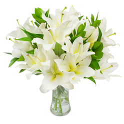 There is an unmistakable sense of refined calm to this abundant display of white lilies, each bloom carefully positioned to create a balanced, uplifting silhouette within a simple clear glass vase. The photograph presents the flowers against a seamless white field, allowing the clean, saturated whites of the petals to stand out while subtle creamy or pale green tones deepen within each flower's throat, adding tender dimensionality. Several blossoms are fully open and show their inner architecture - slim, pale filaments supporting warm, brown anthers that provide an earthy punctuation against the snowy petals. Between the flowers, long, pointed leaves of deep, healthy green punctuate the bouquet with organic rhythm, their glossy surfaces catching highlights and lending depth. The stems, cropped neatly and visible through the water, suggest freshness and precise floristry technique; the vase's gentle flare and solid base echo classic proportions that suit both contemporary and traditional interiors. I imagine the lilies releasing a faint, sweet fragrance that fills a quiet morning kitchen on Highgate's steep lanes or the stillness of a sitting room after a walk through Waterlow Park. This arrangement reads well as a congratulatory gift, a refined expression of romantic simplicity, or as a composed sympathy bouquet - versatile, dignified, and quietly expressive. It's the sort of arrangement a local florist in Highgate would prepare when a client asks for something impeccable, understated, and full of calm assurance.