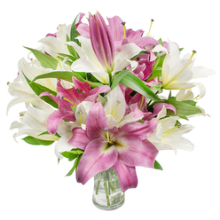 A luxurious, high-impact bouquet of oriental lilies, artfully arranged to showcase a vivid duet of pristine white and rich magenta flowers. Up close, the lilies reveal a variety of opening stages: many are fully unfurled, their trumpet-like or star-shaped petals curving back to reveal stamens tipped with delicate anthers, while others remain long, tapered buds, hinting at ongoing blooms. The white lilies carry a subtle cream tone with a whisper of yellow-green at their throats; the pink-to-fuchsia varieties offer velvety texture and occasional lighter veins or a creamy centre that draws the eye inward. Interspersed throughout are abundant dark green, lance-shaped leaves that provide sculptural lines and a fresh backdrop to the vivid petals. The arrangement sits in a plain clear glass vase, positioned in the lower centre of the frame; through the transparency you can see the trimmed stems and clear water, details that speak to the bouquet's freshness and careful preparation. The bright, even lighting accentuates petal surfaces and natural sheen, making the colours feel immediate and alive. There is a gentle fragrant note suggested by the composition - a soft, sweet perfume that complements the visual elegance. As a seasoned florist in the area, I imagine delivering this arrangement across Highgate from Pond Square to the Village, where it would be equally at home on a birthday table, as a Mother's Day gift, or as a refined get-well surprise. This bouquet is available from Flowers Highgate and crafted to feel both celebratory and quietly sophisticated for local occasions.