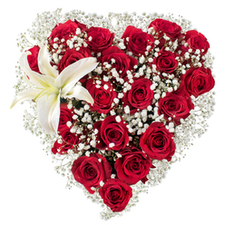 Set against a crisp white studio backdrop, this lush heart-shaped arrangement reads like a quiet declaration of devotion. Its body is composed of numerous deep crimson roses, each with velvety petals that curl and fold in layers from closed buds to full bloom, creating a living tapestry of texture and shadow. Interspersed generously throughout are clouds of tiny white baby's breath (Gypsophila), their minute star-like florets softening the heart's contours and providing luminous contrast to the saturated reds. Anchoring the upper-left curve is a singular, striking white lily: broad, sculpted petals of pristine white that graduate to a hint of creamy yellow at the centre, where bright yellow stamens stand like a small sun. The lily's smooth, almost waxen surface and clean lines offer a quiet counterpoint to the rose's velvet richness. Imagine the faint mingling of scents - a warm rose perfume tempered by a cool, green lily trace - and the sense of hands experienced in Highgate's floral craft shaping each bloom into place. This arrangement, styled for romance or solemn remembrance, evokes moments from Candle Hill to Waterlow Park, and it is carefully prepared for local delivery across Highgate, Hampstead and nearby Archway. As a florist's statement, the piece balances passion and purity, technical skill and tenderness, inviting the recipient to linger over texture, colour and the thoughtful gestures behind every stem. Flowers Highgate arranges each heart with the same attentive care you'd expect from a shop rooted in the community.