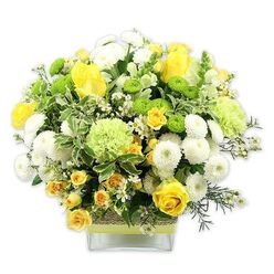 Set against a pristine white background, this vibrant arrangement in a modern square glass vase looks like it could be placed straight onto a Highgate windowsill, catching soft afternoon light. The bouquet forms a rounded, bountiful shape, filled predominantly with rich yellow roses that open in layered spirals, their petals velvety and inviting. Around them, small yellow spray roses cluster in groups, sculpting depth and adding a slightly informal, garden-inspired feel that would sit comfortably in a townhouse off Swain's Lane. Crisp white pompom chrysanthemums bring structure, their densely packed, spherical blooms creating soft cushions between the brighter flowers. Lime green button chrysanthemums are dotted throughout, their tiny globe-shaped heads offering a playful contrast in both size and colour. Larger, pale green blooms, frilled like delicate carnations or specialist green mums, add volume and a cooling, fresh tone that balances the warmth of the yellows. A lush collar of foliage frames the flowers: broad variegated leaves edged in creamy white, sleek dark green leaves for contrast, and sprigs of fine, feathery greenery that lend movement and lightness. Tiny, star-shaped white filler flowers thread through the design, catching the eye in unexpected places and giving the arrangement a delicate sparkle. The vase's clear glass reveals neatly cut stems, aligned with care, while its mid-section is wrapped with a rustic, textured band that resembles woven jute or bark. A bright lime green ribbon runs horizontally across this wrap, tying the colour palette together. The overall effect is one of optimism and quiet celebration, ideal for sending congratulations, brightening a home office near Highgate Wood, or offering a thoughtful pick-me-up delivered locally the same day.