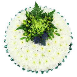 This image shows a round floral tribute viewed from directly above, its calm design echoing the quiet pathways and mature trees of Highgate Cemetery. The main body of the arrangement is built from numerous white chrysanthemums, most likely spray or cushion types, packed tightly together until they form a soft, almost pillow-like surface. Each bloom is fully open, its many slim petals radiating outwards to create a subtle, rippled texture across the face of the cushion. Their small greenish centres add a whisper of colour and a suggestion of gentle warmth within the cool white. Encircling the tribute, a deep emerald satin ribbon has been carefully folded into even pleats, framing the chrysanthemum cushion with a refined scalloped edge that catches the light and lends structure. At the top centre, a contrasting cluster of greenery and coloured flowers adds character and meaning. A lime-green spider chrysanthemum sits at the heart of this feature, its long, filament-like petals splaying outward, surrounded by glossy green Hypericum berries that bring a rounded, berry-like texture. Fine fern fronds unfurl gracefully, joined by other dark green leaves that provide depth and a natural, woodland feel reminiscent of Waterlow Park. Nestled among this greenery are two distinctive Scottish thistles, their spiky spheres in dusty blue-violet shades adding dramatic contrast and a clear symbolic touch for families with Scottish ties around Highgate and Crouch End. The tribute feels serene and dignified, a thoughtful floral cushion suited to funeral and memorial services, where its white, green, and blue palette offers quiet comfort and a gently contemporary look.