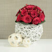 In this photograph, a dense, dome-shaped bouquet of crimson red roses rests in a distinctive white woven vase, radiating the kind of understated elegance you might see at a Highgate wedding reception. The roses are tightly clustered, their velvety petals flowing inwards in smooth spirals, each bloom at a slightly different stage of opening: some are still protective and closed, others more open and generous, like whispered vows. Between the roses, small clusters of vivid red berries-resembling hypericum-peek out, their glossy surfaces reflecting light and providing lively points of texture among the softer petals. A ring of dark green leaves hugs the base of the bouquet, tidy and polished, adding depth and a fresh, garden-like contrast, as if the flowers had just been gathered from a hidden corner of Waterlow Park. The vase itself is crafted from fine, white strands, woven and intertwined into an open lattice that feels both organic and contemporary, with gaps that allow light and shadow to play across its surface. On the smooth, white tabletop in front, two pale wooden spheres extend the woven theme; each is formed from flat strips looped and interlaced into airy orbs, one slightly larger and nearer the viewer, the other smaller and set just behind, creating a subtle sense of layering. The backdrop is a soft, warm beige with a fine, fabric-like texture, soothing and neutral, allowing the red roses to glow without competition. The overall mood is romantic yet clean, ideal for an intimate dinner, an anniversary surprise sent across Highgate, or as a refined centrepiece for a marriage celebration where elegance and emotion go hand in hand.