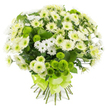 This hand-tied bouquet of chrysanthemums is displayed against a bright white background, the simplicity of the setting bringing every petal and leaf into sharp relief, as though viewed in the calm light of a Highgate morning. The arrangement has a generous, rounded shape, built from a mass of large chrysanthemum heads in tones of white and soft cream. Their many slender petals fan out in smooth, layered circles from centres brushed with pale green or subtle yellow, giving the bouquet a plush, inviting texture that suggests comfort and quiet elegance. Threaded thoughtfully through these bigger blooms are numerous spray chrysanthemums, smaller and more delicate, their fresh white petals encircling tiny yellow-green hearts. These add an airy, almost playful element, keeping the design relaxed and approachable while still feeling refined. Providing vivid contrast are multiple lime green pompon chrysanthemums, their tight, spherical form and dense petalling creating a distinctive, tactile appearance, like little velvet buttons arranged among the softer blossoms. Their bright lime hue introduces a modern, uplifting energy, reminiscent of the lively greenery that surrounds Highgate School and the paths leading towards Hampstead Heath. Dark green foliage is scattered throughout, its rich tone and natural shapes grounding the bouquet and adding subtle structure. At the base, the stems are neatly aligned and cut, drawn together in a tidy bundle and wrapped with a wide lime green satin ribbon. This ribbon is tied into a stylish, multi-looped bow, echoing the colour of the pompons and finishing the bouquet with a sense of celebration. The overall impression is of a calm yet hopeful arrangement, ideal for expressing sympathy, welcoming a new beginning, or sending peaceful good wishes to friends and families in Highgate and the neighbouring north London streets.