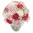 A luminous expression of affection and elegance, this bouquet captures the vibrant character of Highgate through its artful blend of rich crimson, creamy white, and soft blush pink carnations, accented by the airy clusters of baby's breath that spill like morning fog across Hampstead Lane. Each carnation, layered with intricate ruffles and velvety petals, provides plush texture and colour contrast, set off by the ethereal gypsophila's feathery blossoms interlacing the whole design. The arrangement is carefully shaped into a generous, rounded form and nestled in a clear glass vase, where fresh green stems can be glimpsed floating in crystal-clear water. Photographed under bright, natural light against a pristine white background, the bouquet's hues and details are amplified, exuding both freshness and warmth. Reminiscent of bouquets found in stylish Highgate homes or offered as thoughtful gifts for local birthdays and anniversaries, this composition emits a soft fragrance-the understated spice of carnations mingling with greenery. Whether intended as a centrepiece for a Swains Lane celebration or a comforting gesture to a friend, the bouquet, prepared by Flowers Highgate, brings a touch of refined joy to every corner of the N6 community.