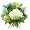 A rounded hand-tied bouquet of hydrangeas and foliage is displayed against a spotless white background, looking ready to be delivered to a Highgate doorstep. At the heart of the design is a large, cloud-like bloom of creamy white hydrangea, with hundreds of small, layered petals creating a soft, plush effect. Encircling this central flower are full heads of pastel sky-blue hydrangeas, their gently ruffled petals overlapping in waves of cool, calming colour that evoke the big skies above nearby Hampstead Heath. Nestled among the blues and whites, clusters of lime and fresh green hydrangeas introduce a lively, springtime brightness, suggesting the first leaves emerging along Highgate's quiet residential streets. An abundance of foliage supports and frames the blooms: draping stems of eucalyptus with rounded, silvery-green leaves provide a refined, contemporary note, while deeper, glossier greens fill in the spaces, adding density, depth, and a natural, garden-like texture. All the stems meet at the bottom in a clean, hand-tied bundle, their cut ends exposed and neatly aligned, showing the florist's craftsmanship and making the bouquet easy to pop directly into a vase. Bright, even lighting brings out the subtleties in the petals and the gentle shine on the leaves, with the white background emphasizing the bouquet's tranquil palette of whites, blues, and greens. The overall mood is peaceful and uplifting, ideal for birthdays, thank-you gifts, or simply bringing a sense of fresh, Highgate-inspired calm into a living room, hallway, or home office.