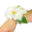 A pristine white wrist corsage rests against the inner forearm of a person with fair skin, set on a pure white background so every petal and bead reads clearly. The centerpiece is a single, large white Gerbera daisy, its many crisp, overlapping petals fanning out from a lime-green and yellow textured eye that looks almost pincushion-soft. Around the Gerbera, clusters of small, fluffy white chrysanthemums and a few creamy lisianthus buds nestle in layered groups, lending a soft, pillowy texture that contrasts with the Gerbera's bold silhouette. Beneath the blooms, deep emerald Ruscus leaves curve and extend along the wrist to frame the composition, their glossy surfaces catching a soft, diffuse light and grounding the arrangement with cool foliage. The cluster is secured to a slender, multi-strand band of luminous white pearl beads that encircle the wrist like vintage jewellery; the pearls sit lightly against the skin and give the corsage a refined, heirloom quality. Up close you can imagine the faint, fresh scent of the blooms and the delicate give of petals against fingertips - cool, slightly green, and reassuring. The florist's technique is visible in the secure wiring and careful taping that keeps each bloom poised without crowding the others, creating a wearable piece that photographs well from every angle. This classic white palette feels suited to brides, bridesmaids, prom dates or graduation guests, and evokes quiet elegance appropriate for vows at a village chapel or a celebratory walk through Waterlow Park in Highgate.