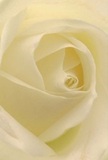 With this inviting rose, it's as if you're drawn into the softly spiraling heart of Highgate itself. The petals unfold in creamy ivory shades, their surfaces luminous and smooth, whispering stories of new beginnings or gentle remembrance. Each layer is touched by a warm, natural light-soft as morning sun over the rooftops near Swain's Lane-while delicate shadows nestle within its folds, adding quiet drama and depth. The atmosphere resonates with peace and heartfelt emotion, much like a cherished moment spent in one of Highgate's intimate gardens. This rose, selected for its symbolism and elegance, offers a subtle fragrance and a touch of tenderness, perfect for expressing reverence, admiration, or hope. Behind such an exquisite arrangement lies the care and intuition of a local florist, connecting each bloom to the personal narratives of the Highgate community.