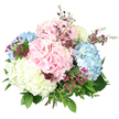 This image shows a plentiful hand-tied hydrangea bouquet set against a clean, bright white background, allowing its colours and textures to stand out clearly, as if displayed in a light-filled Highgate studio. The design is rounded and compact, composed of several large hydrangea heads in blended pastel tones of blush pink, gentle sky blue, and creamy white with a soft, buttery cast where the light touches. Each bloom consists of many tiny, four-petalled florets pressed together to form a rich, cushion-like surface that appears both soft and abundant. Threaded among these larger hydrangeas are slender stems of minute magenta and deep purple filler flowers resembling waxflower, each with small, star-shaped blossoms that provide a lively contrast and add a hint of wild garden character. Surrounding the blooms, fresh green foliage creates a natural frame: broad, darker hydrangea leaves give weight and structure, while finer, lighter green stems and leaves peek through, breaking up the outline and enhancing the bouquet's airy feel. The stems are gathered tightly at the base and tied, though they are mostly hidden by the generous crown of flowers. Bright, even lighting brings clarity to every detail, from the soft gradation of colour within each hydrangea head to the delicate texture of the smaller blossoms and the subtle veins on the leaves. The mood suggested is peaceful and quietly celebratory, making this bouquet ideal for a thoughtful gesture delivered along Highgate High Street, a soft accent for a dinner table near Highgate Wood, or a gentle expression of congratulations or sympathy within the local community.