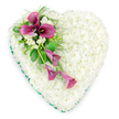 A touching heart-shaped funeral tribute dominates the image, resting on a bright white background that emphasises its gentle colours and clean outline. The heart is generously sized and completely covered with tiny white spray chrysanthemums, set so densely that they create a thick, cushion-like layer of petals. The blooms are uniform in size and tightly packed, giving the surface a soft, tactile look, as though it would yield gently to the touch. Their pure white tone, softened only by subtle shadows and overlaps, suggests purity, remembrance, and a tranquil farewell. Carefully encircling the heart is a ribbon of deep emerald green, the satin neatly folded into subtle pleats that follow every curve of the shape. This border gives the tribute definition and a quietly formal finish, framing the chrysanthemums without drawing attention away from them. The most striking feature is the floral spray that begins at the upper left side of the heart and sweeps diagonally across. Here, rich magenta and fuchsia calla lilies cluster together, their sculpted, trumpet-like blooms curling around dark centres. A few stand higher, fully open, while others tilt or trail downward, creating a gentle sense of movement across the white background of chrysanthemums. Among the callas, small white freesia-like flowers and buds nestle, adding delicate accents and a suggestion of light fragrance. Around them, glossy dark leaves and soft, ferny greenery provide contrasting textures and depth. The overall effect is one of quiet dignity and heartfelt love, the kind of floral heart a family in Highgate might choose for a service by the historic gravestones of Highgate Cemetery or a peaceful ceremony near Waterlow Park, to honour a life remembered with tenderness and respect.