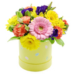 A bright and cheerful Easter hatbox arrangement is shown against a pristine white background, its lively colours and compact shape suggesting a carefully made gift from a Highgate florist. The flowers are massed into a rounded dome that fully covers the top of a cylindrical pastel lime-yellow hatbox, creating a sense of abundance and fullness. The container itself is embellished with small, scattered Easter egg motifs in light blue, pink, and white, some with tiny dots and stripe details that echo the playful spirit of springtime gatherings. Emerging from this base, a single large light pink gerbera daisy sits slightly to the front, its many finely edged petals forming a perfect ring around a pale green eye, gently guiding the viewer's attention. Surrounding the gerbera are bright yellow chrysanthemums and daisy-like blooms, their slender petals radiating outwards like little rays of sunshine, bringing a joyful warmth that feels at home along Highgate's green streets. Ruffled coral-orange carnations are nestled among the yellow flowers, their softly frilled petals adding both softness and a warm, almost peachy depth to the colour harmony. Here and there, deeper violet-purple lisianthus blooms appear, their velvety, more tubular petals lending contrast and a refined note within the otherwise playful palette. Fresh greenery is woven throughout, including smooth, rich green leaves and stems tinged with subtle creamy variegation, which break up the brighter tones and give the bouquet a natural, garden-fresh feel. The arrangement feels perfectly suited to be placed on a kitchen table flooded with morning light, a living room coffee table during Easter weekend, or delivered as a thoughtful, seasonal surprise to a friend or neighbour in Highgate, celebrating the renewal and optimism of early spring.
