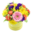 In this scene, a joyful hatbox bouquet sits against a spotless white background, its colours and textures singing with the easy charm of a Highgate flower shop on a sunny day. The arrangement rises in a perfectly rounded dome from a light lime green hatbox-style container, the surface decorated with delicate pastel blue and white polka dots that add a whimsical, celebratory touch. At the front, a bold pink gerbera stands proudly, its petals radiating in tidy layers around a soft green centre, giving the bouquet a clear focal point and a sense of playful elegance. Around this central flower, clusters of bright yellow chrysanthemums and small daisy-like blooms beam outward, bringing a sense of warmth and optimism that feels like an early spring walk through Waterlow Park. Coral and orange carnations weave between these yellow notes, their softly ruffled petals adding both texture and a cosy depth that balances the brighter tones. Deep purple and indigo lisianthus blossoms nestle throughout the design, their velvety petals introducing a refined, almost regal quality that anchors the arrangement with rich colour. Sprays of fresh green foliage, including a few pale-edged, variegated leaves, peek between the blossoms, suggesting a garden-fresh cut straight from a local Highgate florist's bucket. The composition overflows gently from the hatbox, giving it a generous, abundant look without feeling untidy. This hatbox bouquet feels ready to be carried up Highgate Hill to mark a birthday, to send get well wishes across North London, or to brighten a desk in a home office with an easy, uplifting burst of colour and life, perfectly suited to same-day delivery around Highgate and the surrounding neighbourhoods.