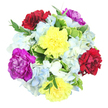 A vibrant bouquet is captured from above, laid out as a near-perfect circle on a bright white background that sets off every colour. At the heart of the arrangement, six plush carnations anchor the design. Two blossoms are a clear, cheerful yellow, their layered petals curling softly like miniature suns. Close by, two deep burgundy-red carnations add velvety richness, bringing warmth and a romantic note to the mix. The final pair of carnations glows in vivid magenta-purple, lending the bouquet a regal edge and creating lively contrast. Surrounding these central blooms, clusters of light blue and white hydrangeas spread outward, their countless tiny petals forming cloud-like mounds that feel calm and airy. The cool hydrangea tones gently temper the brightness of the carnations, making the palette feel balanced and inviting-much like the blend of greenery and architecture around Highgate's quiet streets and hidden gardens. Threads of green foliage weave between the blossoms, with some leaves broad and subtly variegated in cream and green, and other stems finer and darker, reaching just beyond the main circle of flowers. This foliage frames the bouquet with a natural, slightly untamed charm. Soft, even lighting enhances the vivid hues and reveals the delicate ruffles of each petal without harsh shadows. The bouquet feels joyful, fresh, and thoughtfully composed, ideal for sending congratulations, marking a birthday, or simply bringing a burst of colour and life into a Highgate home where flowers are appreciated as an everyday pleasure.