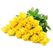The photograph features a generous sweep of yellow roses, around two dozen in total, lying horizontally with their blooms facing the viewer against a crisp, white background. The roses are arranged in a close, flowing line, each head tilted at a slightly different angle so the viewer can appreciate both the tight, spiral centres of younger buds and the fuller, open blossoms where layers of velvety petals fan outwards. The yellow of the petals is rich yet soothing, similar to a warm, hazy light drifting through the trees of nearby Hampstead Heath, and it gives the entire composition a comforting, uplifting presence. Interspersed among the blooms are slender green stems and clusters of dark, glossy leaves, their textured surfaces and gently serrated edges providing a natural counterbalance to the smoothness of the petals. Occasional thorns visible along the stems hint at the roses' resilience beneath their soft appearance. The lighting is gentle and evenly distributed, reducing harsh contrast and instead highlighting the natural curves, folds, and subtle gradations of yellow across the petals. The white background keeps the focus firmly on the flowers, making them appear almost suspended in space, freshly prepared by a Highgate florist for a thoughtful sympathy bouquet. The emotional tone of the image is tender and respectful rather than exuberant, making this arrangement feel especially suited to condolence tributes, funeral flowers, or quiet gestures of support delivered to homes and services around Highgate, offering a bright yet serene symbol of remembrance and continuing care.