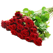An opulent spray of long-stemmed red roses rests diagonally across a bright white backdrop, channelling the understated elegance of a Highgate florist's finest work. At the left, the bouquet swells into a dense cluster of approximately two to three dozen roses, their velvety petals a rich, dark crimson that suggests intensity and depth of feeling. Each bloom is captured at its peak, with the innermost petals coiled in precise spirals and the outer layers gently flaring, creating generous, full blossoms that seem almost touchable. Soft, even lighting bathes the arrangement, heightening the saturation of the reds and carving out delicate shadows between the petals, so every rose appears distinct yet harmoniously blended into the group. Nestled amid the flowers, glossy green leaves provide a crisp contrast, their fresh texture reinforcing the sense of a bouquet just cut and arranged. From this crown of blooms, the stems stream off to the right, aligned in a neat diagonal with darker foliage and a few subtle thorns visible along their length. The clean white background offers no competing detail, so the viewer's attention is drawn entirely to the conversation between crimson and green, and the romantic story they tell. It feels like the kind of bouquet destined for a townhouse near Highgate Village, a quiet cul-de-sac by Highgate Wood, or a surprise delivery after a walk on Parliament Hill-perfect for anniversaries, Valentine's Day, or any moment when only a lavish cluster of classic red roses will truly express the heart.
