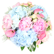 This image shows an elegant, rounded bouquet of pastel blooms set against a clean white background, as if waiting on a Highgate doorstep just before being handed to someone special. The design centres on large blush pink peonies, fully opened so that their ruffled, densely layered petals form rich, cushion-like blooms that dominate the eye and suggest a soft, sweet fragrance. Interwoven with the peonies are fluffy clusters of sky blue hydrangeas, each made up of countless tiny petals that create a billowy, cloud-like volume and a cool blue tone reminiscent of clear mornings over Highgate Wood. Among these larger flowers, small spray roses in delicate blush and creamy yellow are sprinkled throughout; some are still tight buds, others beginning to open, their miniature, cup-shaped blooms adding intricacy and a sense of unfolding life. Rising gracefully above and between the pastel blossoms, a few hot pink calla lilies introduce sculptural movement, their smooth, trumpet-shaped flowers curving elegantly and bringing a vivid pop of contemporary colour. The entire bouquet is framed by foliage, including the silvery, velvety leaves of Dusty Miller and deeper green accents, which together lend texture, contrast, and a slightly frosted look, much like early morning light across the slopes near Parliament Hill. The arrangement forms a generous, balanced dome, carefully constructed so that each flower has space yet contributes to the lush overall effect. Gentle, even lighting highlights the soft palette without casting harsh shadows, reinforcing the bouquet's airy, romantic feel. It is well suited to birthdays, anniversaries, or a quiet celebration at home in Highgate, carrying an atmosphere of tenderness, elegance, and calm delight.