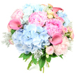 This generous, round bouquet is shown standing against a vivid white background, the lack of distraction allowing its pastel palette and lush textures to shine. Voluminous heads of hydrangea in powder-blue form the central structure, their countless small petals creating a soft, cloud-like dome that feels airy yet substantial. Nestled around them, opulent peonies open in layers of pink, from gentle blush to more saturated, almost fuchsia tones, their ruffled petals giving the design a romantic, high-summer feel not unlike the borders you might glimpse in Highgate gardens. Rising elegantly through the softer forms are several calla lilies, their sleek, trumpet-shaped blooms in deeper coral and magenta-pink lending a modern, sculptural contrast that catches the eye. Throughout the bouquet, smaller spray roses and garden roses in blush and creamy yellow peek from between the larger blooms, adding intricate spirals and subtle shifts of tone, like delicate highlights in a painted still life. The foliage is chosen for both texture and colour: silvery-green dusty miller with its velvety surface introduces a cool, misty note, while deeper, glossy green leaves provide a rich backdrop that frames and defines the flowers. The stems at the base are neatly gathered and bound, suggesting a freshly hand-tied creation ready to be delivered by a Highgate florist to a local home or venue. The overall effect is one of refined joy and abundance, a bouquet that would suit weddings, anniversaries, or any special occasion where you want the flowers to bring light, softness, and a sense of celebration into the room.