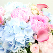 The image offers a richly detailed, close-up view of a lavish bouquet that seems to spill toward the viewer, as if just delivered to a Highgate doorstep and lifted for admiration. At its heart and stretching into the upper right, plush pink peonies form a sweeping focal point. Their petals are tightly packed and beautifully rumpled, with colours that start as soft, almost porcelain blush at the outermost edges and deepen into a warmer rose-pink closer to the centre, suggesting both delicacy and depth of feeling. Gathering around them on the left and lower centre are rounded masses of sky-blue hydrangeas, each head composed of myriad tiny florets. These hydrangeas lend a cool, airy quality to the bouquet, their nuanced shades of blue evoking the peaceful atmosphere of nearby Highgate Wood on a clear day. Interspersed between the larger blooms, blush garden roses appear in different stages of opening. Some are still neat, rounded buds, while others have begun to reveal their layered, spiral centres, adding a sense of unfolding stories and classic romance. Punctuating the softness are sleek calla lilies in a deeper rose-pink, almost fuchsia tone. One lily lifts gracefully at the upper right, its trumpet-shaped form smooth and gently curled, while another on the far left peeks from between the petals, its waxy surface catching glints of light. Wisps of silvery-green foliage-probably eucalyptus or dusty miller-thread through the design, softening the transitions and reinforcing the sense of natural abundance. Bathed in gentle, evenly diffused light, the bouquet feels fresh and sophisticated, ideal for marking special occasions in Highgate, from anniversaries and birthdays to thoughtful congratulations, its colours echoing romance and quiet celebration.
