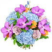 The bouquet in this photograph is a rich, harmonious composition of blues, purples, and soft warm tones, captured against a stark white background that highlights every detail. At its centre, generous mounds of sky-blue hydrangeas provide a soft, voluminous base, their many small petals creating a plush, cloudlike appearance. Resting proudly against this base are dramatic Vanda orchids in an intense magenta-purple, with broad, open petals intricately flecked with darker spots, giving them an opulent, almost jewel-like character. Woven between these statement flowers are fully opened roses in an elegant dusty lavender-grey shade, their precisely layered petals curling gently inward to form classic, romantic blooms. Around them, smaller roses in peach and apricot-orange tones peek through, lending a gentle warmth that contrasts beautifully with the cooler hues and calls to mind the gentle light over Highgate's tree-lined avenues at dusk. A few tall, slender spikes of indigo-blue delphinium stretch upward from the bouquet, dotted with neat rows of little florets that add both height and a light, vertical softness. Fresh green foliage is used sparingly but effectively, its smooth leaves outlining the flowers and reinforcing the sense of natural abundance. The bouquet is tightly arranged yet thoughtfully spaced, so each type of flower has room to be seen and appreciated. Bright, even lighting in the image emphasises the richness of colour and the tactile quality of each bloom, from the velvety roses to the smooth orchids. The resulting impression is one of polished luxury with a joyful, celebratory spirit, perfectly suited to a milestone birthday, a new home in Highgate, or a statement gift arranged with care for local delivery.