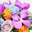 This image offers a detailed, overhead view of a luxurious floral bouquet laid out against a bright white background, allowing the vivid colours and subtle textures to stand out clearly, like a still life curated in a Highgate home. At the heart of the design are several dramatic Vanda orchids in saturated fuchsia and magenta hues, their broad petals marked with delicate white, lattice-like veins that give them an almost intricate, hand-painted appearance. These orchids rest above and among full clusters of pale, cloud-blue hydrangeas, whose countless small florets create a soft, pillowy base that brings a sense of calm and gentle abundance. Woven through this cool palette are striking roses in bright orange and warm tangerine tones, their tightly coiled centres unfolding into generous, velvety spirals that radiate energy, calling to mind vibrant sunsets viewed from Highgate village. Close by, roses in soft lavender and dusty mauve provide a quieter, more romantic note, their layered petals evoking an old-world grace. Slender touches of fresh green foliage peek between the blooms, adding contrast, structure, and a whisper of garden freshness, as though snipped just outside a Highgate terrace. The arrangement is tightly composed, with every flower nestled closely to its neighbours, creating an opulent and continuous field of colour where no space feels empty. Gentle, diffuse lighting highlights the silky sheen of the orchids and the plush texture of the roses, casting subtle shadows that give depth and dimension. This bouquet feels ideal as a statement gift, a refined table centre for a Highgate dinner party, or a gesture of heartfelt celebration, filled with warmth, elegance, and the artistry of expert floral design.
