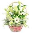 A rustic, pale wicker basket overflowing with white and gentle green flowers is set against a clean, white backdrop, its relaxed elegance echoing the leafy calm of Highgate's residential streets. The basket's natural weave and curved handle give it a homely, tactile presence, while a red and white gingham ribbon tied into a well-shaped bow around the base offers a cheerful accent of colour and a subtle nod to countryside style. From the centre of the basket, tall lily stems emerge, bearing buds that range from tightly closed in soft green to partially opened with hints of creamy white petals beginning to unfold, promising fragrance and movement over time. Among them, white Gerbera daisies, with their smooth petals radiating around deep, dark centres, bring a crisp, contemporary flourish that catches the eye. Throughout the arrangement, clusters of Lisianthus in white and pale green are tucked in carefully, their ruffled, paper-soft petals adding a sense of softness and depth. A singular white calla lily, sculptural and trumpet-shaped, glides through the greenery, giving a clean-lined, modern touch amid the rustic charm of the basket. Smaller, spiky white and green chrysanthemum-like flowers weave between the larger blooms, adding fine detail and fullness. The entire composition is supported by rich green foliage: rounded blue-green eucalyptus leaves, variegated green and cream leaves that catch the light, and broader dark green leaves that create a lush, grounding base. This serene mix of whites and greens suggests purity, renewal, and quiet celebration, making it a fitting choice for an anniversary or meaningful occasion in Highgate, whether placed in a window overlooking Waterlow Park or on a dining table near Highgate High Street.