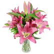 A generous bouquet of deep fuchsia and rosy-pink oriental lilies stands upright in a simple clear glass vase, photographed against a pristine white studio background that lets every petal and stamen read like a close-up portrait. The large, six-pointed blooms open like stars, their waxy petals curving back slightly from darker outer edges to softer, almost cream-tinted throats where a subtle chartreuse-green pools around the base of each flower. Prominent dark burgundy stamens, dusted with rich pollen, rise from the centres and catch the light, adding graphic contrast to the soft pink surfaces. Between the open flowers several elongated buds in shades from pale blush to concentrated magenta sit poised on sturdy, upright stems-small promises of days of continued blooming. Lush, lance-shaped green leaves thread through the composition, their smooth sheen and deep tone grounding the vivid pinks and echoing the fresh green glimpses at the bud tips. The transparent vase reveals neatly trimmed stems submerged in clear water, a detail that speaks to careful florist craft and flower health. The studio lighting is clean and cool, producing crisp shadows that accentuate petal texture and the faint veins running through each bloom. This arrangement reads as refined yet exuberant: ideal for a bright birthday tribute, a Mother's Day gift, or a thoughtful 'thinking of you' bouquet that brings lively colour into a calm, neutral interior. Imagined by an experienced hand familiar with North London tastes, it combines longevity with dramatic floral character-an image that records both botanical detail and the quiet joy of freshly cut lilies.